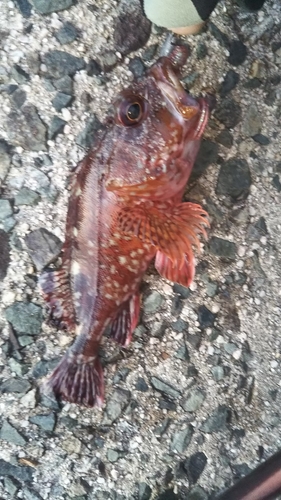 カサゴの釣果