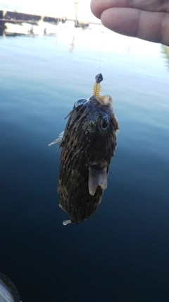 ハリセンボンの釣果