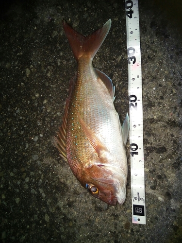 マダイの釣果