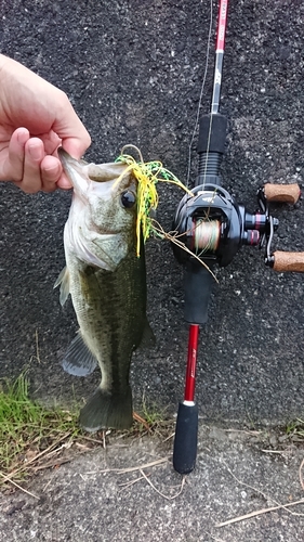 ラージマウスバスの釣果