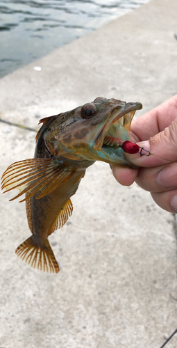 アブラコの釣果