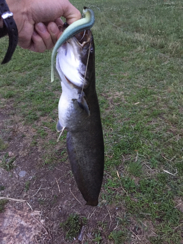 ナマズの釣果