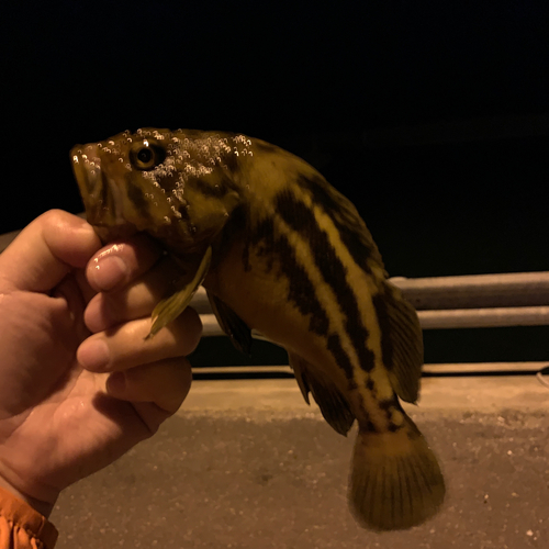 シマゾイの釣果