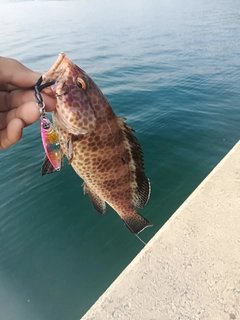 オオモンハタの釣果