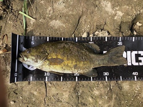 スモールマウスバスの釣果