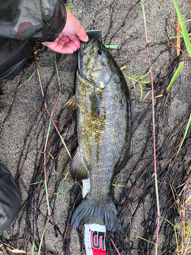 スモールマウスバスの釣果