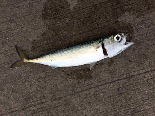 サバの釣果