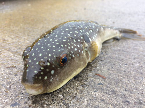 クサフグの釣果