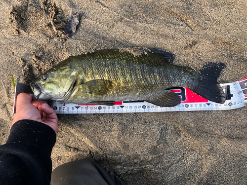 スモールマウスバスの釣果