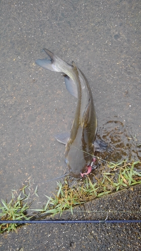 アメリカナマズの釣果