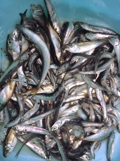 カタクチイワシの釣果