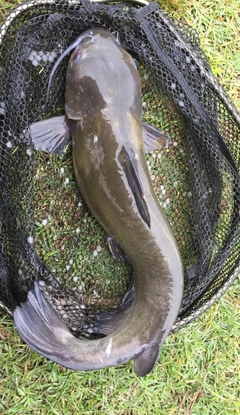 アメリカナマズの釣果