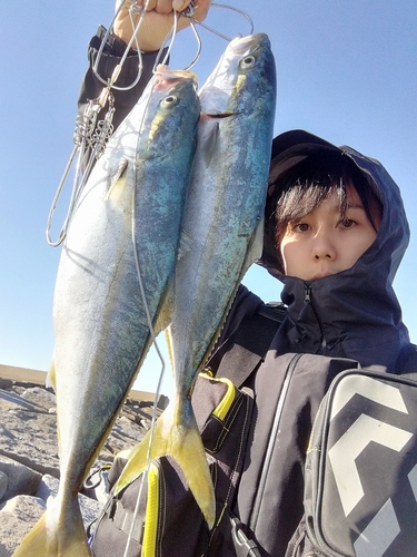 イナダの釣果