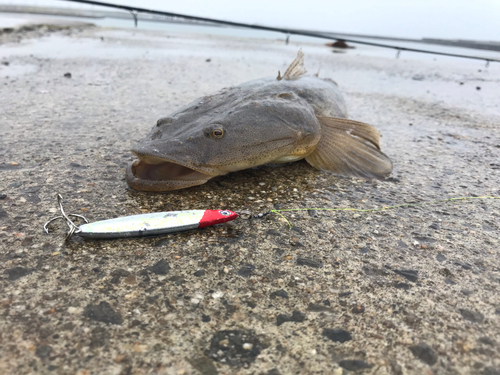 マゴチの釣果