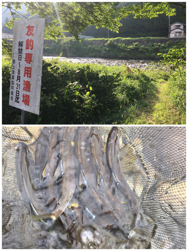 アユの釣果