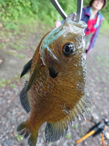 ブルーギルの釣果