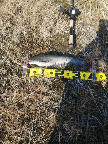 ナマズの釣果