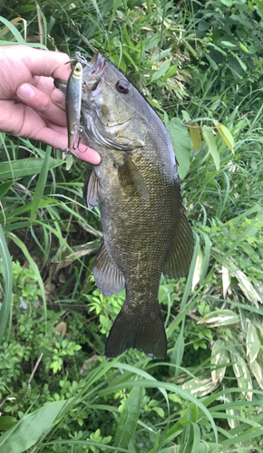 スモールマウスバスの釣果