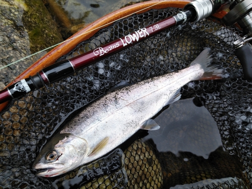 ヤマメの釣果