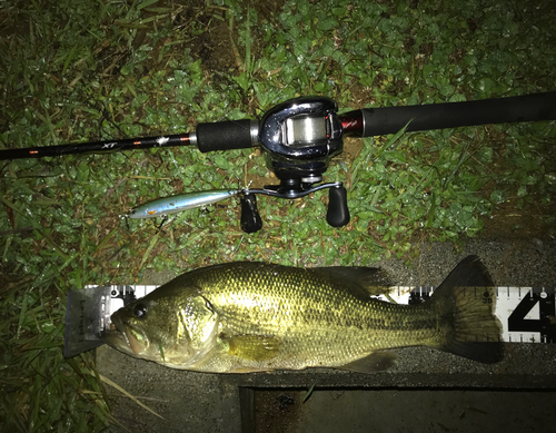 ブラックバスの釣果