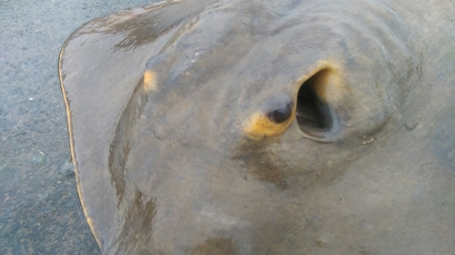 アカエイの釣果