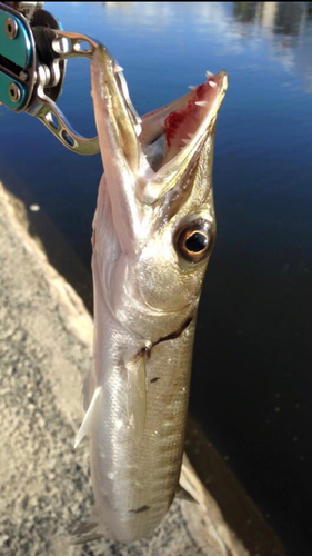 カマスの釣果