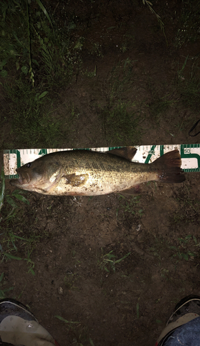 ブラックバスの釣果