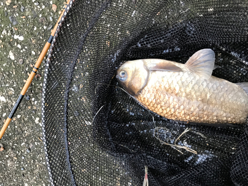 ギンブナの釣果