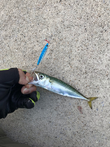 サバの釣果