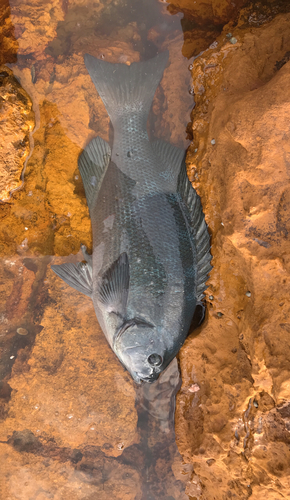 クチブトグレの釣果