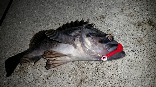 ソイの釣果