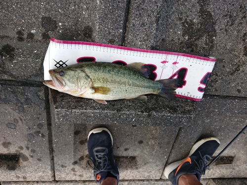 ブラックバスの釣果