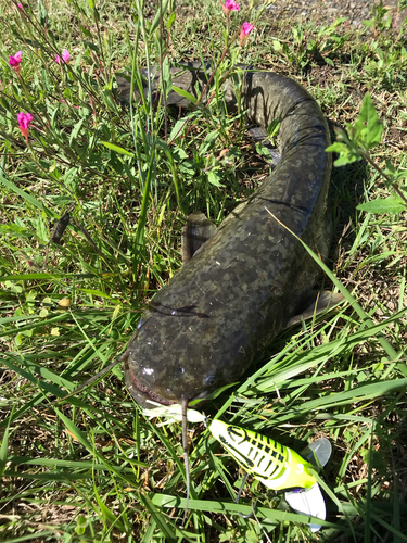 ナマズの釣果