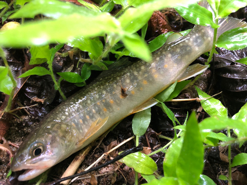 イワナの釣果