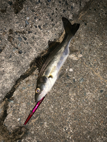 シーバスの釣果