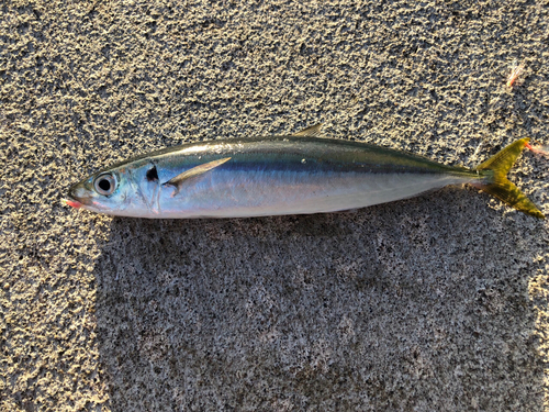 ムロアジの釣果