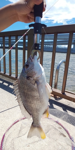 キチヌの釣果