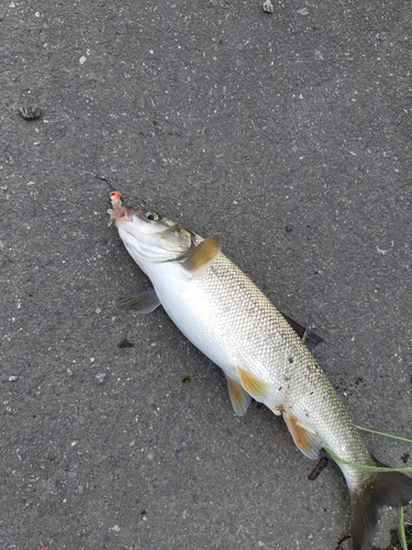 ウグイの釣果