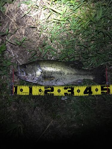 ブラックバスの釣果