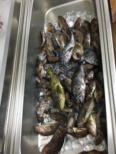 エゾメバルの釣果