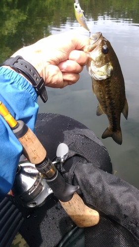 ラージマウスバスの釣果