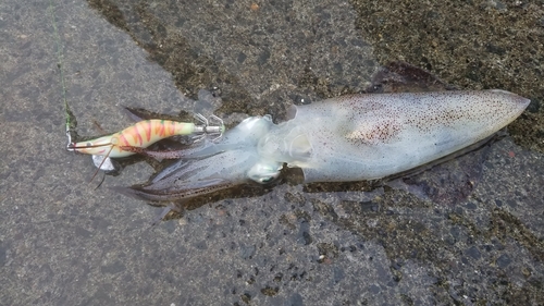 マメイカの釣果