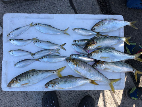 ママカリの釣果