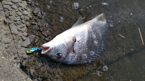 キビレの釣果