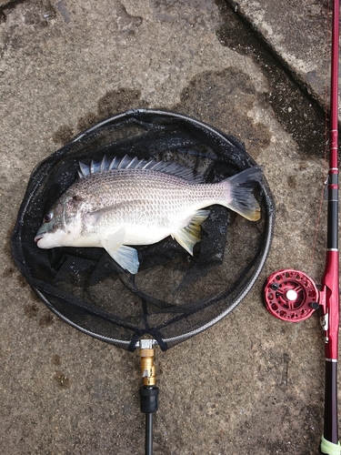 キチヌの釣果