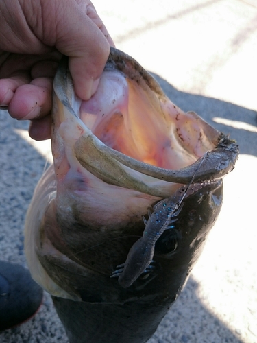 ラージマウスバスの釣果