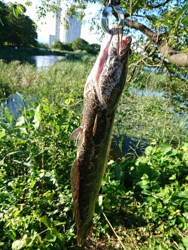 ライギョの釣果