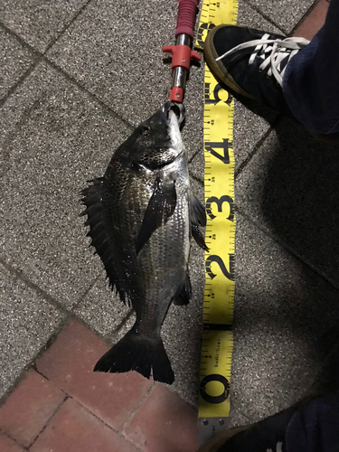 クロダイの釣果