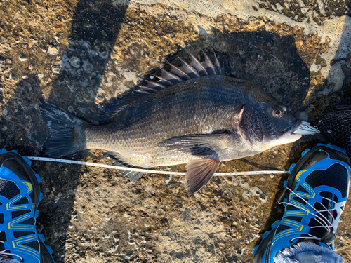 チヌの釣果