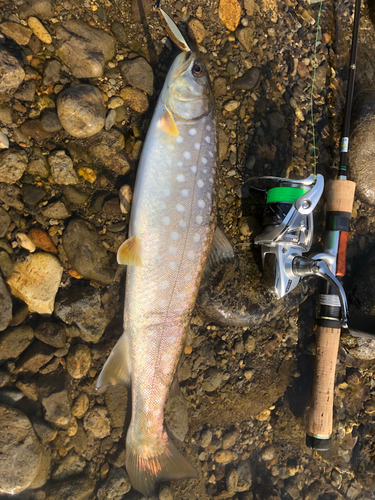 アメマスの釣果